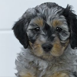 Boy 2 - Blue merle Bernedoodle puppy in Vinita, Oklahoma from American Poodles and Doodles