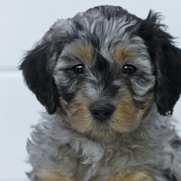 Boy 2 - Blue merle Bernedoodle puppy in Vinita, Oklahoma from American Poodles and Doodles