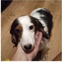 AUTUMN - Dachshund