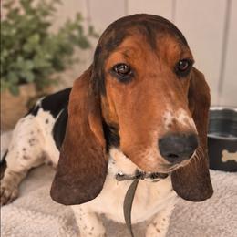 Tara - Black white and tan female Basset Hound puppy in Fayetteville, Tennessee from Southern Town Hounds