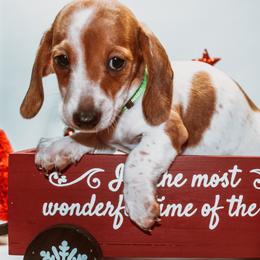 Dachshund Puppies from Dach Army LLC