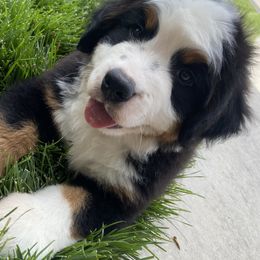 Bernese Mountain Dogs from High Desert Bernese