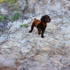 Boykin Spaniel Puppies from Price & Co.