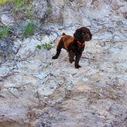 Boykin Spaniel Puppies from Price & Co.