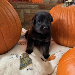 Teal - Bi-color female German Shepherd puppy in Cody, Wyoming from Faoladh German Shepherds