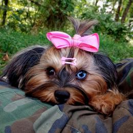 Sylvie - Yorkshire Terrier