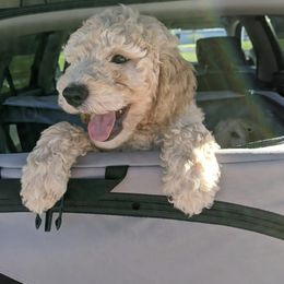 Goldendoodle Puppies from Yuppy Puppy Goldendoodles