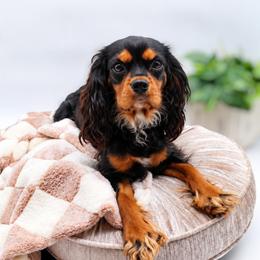 Cavalier King Charles Spaniel puppies from Comfort Royalty Cavaliers