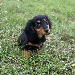 BLACKJACK - AKC IMPORT LINES - Black and tan male Dachshund puppy in Alto, Texas from Double W Doxies