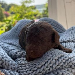 Charlie - Brown male Poodle puppy in Nacogdoches, Texas from Nacadoodles