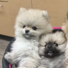 Pomeranians from Bougie Breeds