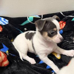 Danny - Blue and white male Chihuahua puppy in Amity, Pennsylvania from Rhoda and Verna