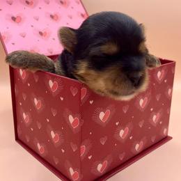 Harmony - Black and tan female Yorkshire Terrier puppy in Galesburg, Illinois from Sunny Sky Yorkies