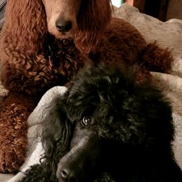 Poodles from Susan's Poodles