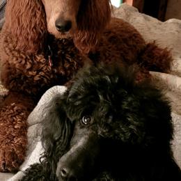 Poodles from Susan's Poodles
