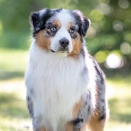 Miniature American Shepherds from NW Aloha Miniature American Shepherds