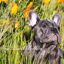 Toby - Brindle French Bulldog puppy in Roseville, California from Crowd Pleazer Frenchies