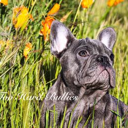 Toby - Brindle French Bulldog puppy in Roseville, California from Crowd Pleazer Frenchies