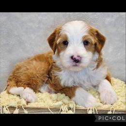 Pumpkin - Red female Bernedoodle puppy in Roseburg, Oregon from Lookingglass Doodles