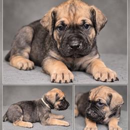 Samson - Gray and fawn male Cane Corso puppy in Elkhart, Indiana from Martins Almighty Cane Corsos