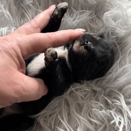 Boy 1 - Black Miniature Schnauzer puppy in Hull, Georgia from Ardent Miniature Schnauzers of Athens