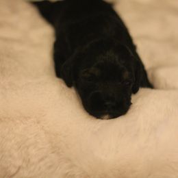Asher - Black white and tan male Cockapoo puppy in Philomath, Oregon from Gold Heart Pups