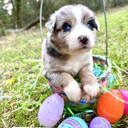 Cowboy - Blue merle male Australian Shepherd puppy in Winnabow, North Carolina from Lazy Dayz Ranch
