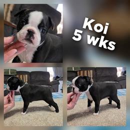 Girl 1 - Black brindle and white female Boston Terrier puppy in Billings, Missouri from Azaleas Euro Boxers & Boston Terriers