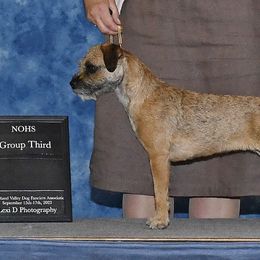 Border Terriers from Briar Rose Border Terriers