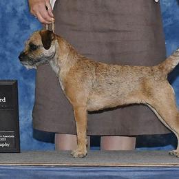 Border Terriers from Briar Rose Border Terriers