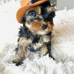 Yorkshire Terrier Puppies from Nikki’s Yorkies