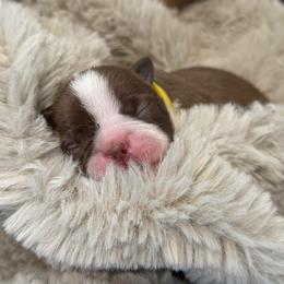 Rosie (yellow collar) - Red female Boston Terrier puppy in Mishawaka, Indiana from Mendez Boston's