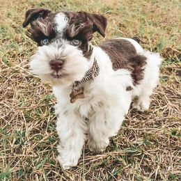 Miniature Schnauzers from 2M Miniature Schnauzers