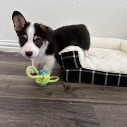 Pembroke Welsh Corgi Puppies from Loves Classic Corgis