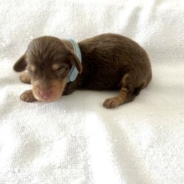 Light Blue - Chocolate and cream male Dachshund puppy in Silver Springs, Florida from DeMarsh's Dachshunds