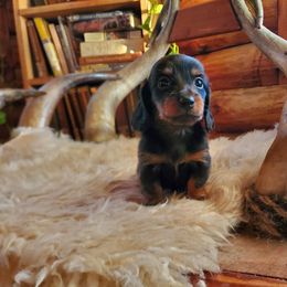 Tom - Black and tan male Dachshund puppy in Delaware, Oklahoma from Lauren Shipley