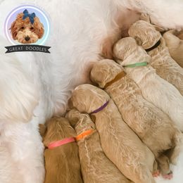 Goldendoodle and Poodle Puppies from Poodlely