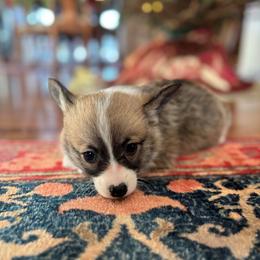 Burgundy collar female - Sable female Pembroke Welsh Corgi puppy in Grantsville Md, Maryland from Standing Oaks Kennel