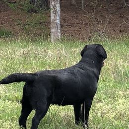 Labrador Retrievers from ShoreLea