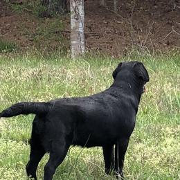 Labrador Retrievers from ShoreLea