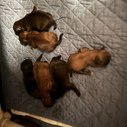 Female 1 - Chocolate and tan female Shih Tzu puppy in Augusta, Maine from Zulas Shih Tzu of Maine