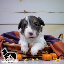 Luna-Adorable Fluffy Tri Blue Girl - Blue female Pembroke Welsh Corgi puppy in Taylorsville, North Carolina from Mill Creek’s Pembroke Welsh Corgis and French Bulldogs