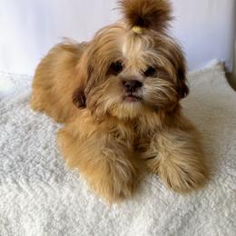 Goldie - Gold female Shih Tzu puppy in Ocala, Florida from Mimi's Shih-tzus of Ocala
