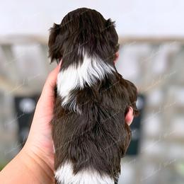 Candy - Parti female Miniature Schnauzer puppy in Hockley, Texas from Dixieland Miniature Schnauzers