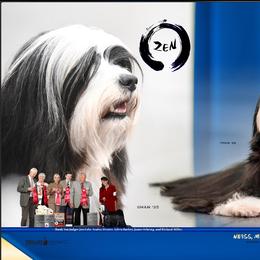 Zen - Tibetan Terrier