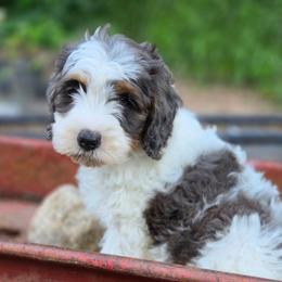Murphy - Merle male Cavapoo puppy in Underwood, Minnesota from Tru Cuddle Pups