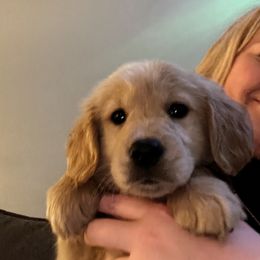 Golden Retriever Puppies from Panhandle PawsNClaws
