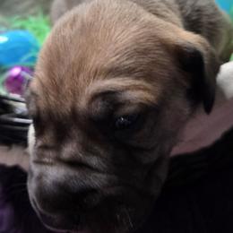 Stout - Fawn male Great Dane puppy in Albany, Oregon from Red Cloud Australian Shepherds and DeGray Great Danes & Bulldogs