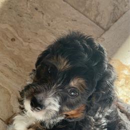 Nellie - carnelian - female Australian Mountain Doodle puppy in Las Vegas, Nevada from Gemstone Gang Doodles