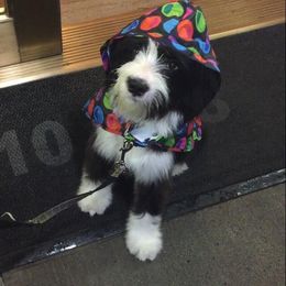 Tibetan Terrier All Grown Up from Kham Ra Tibetans